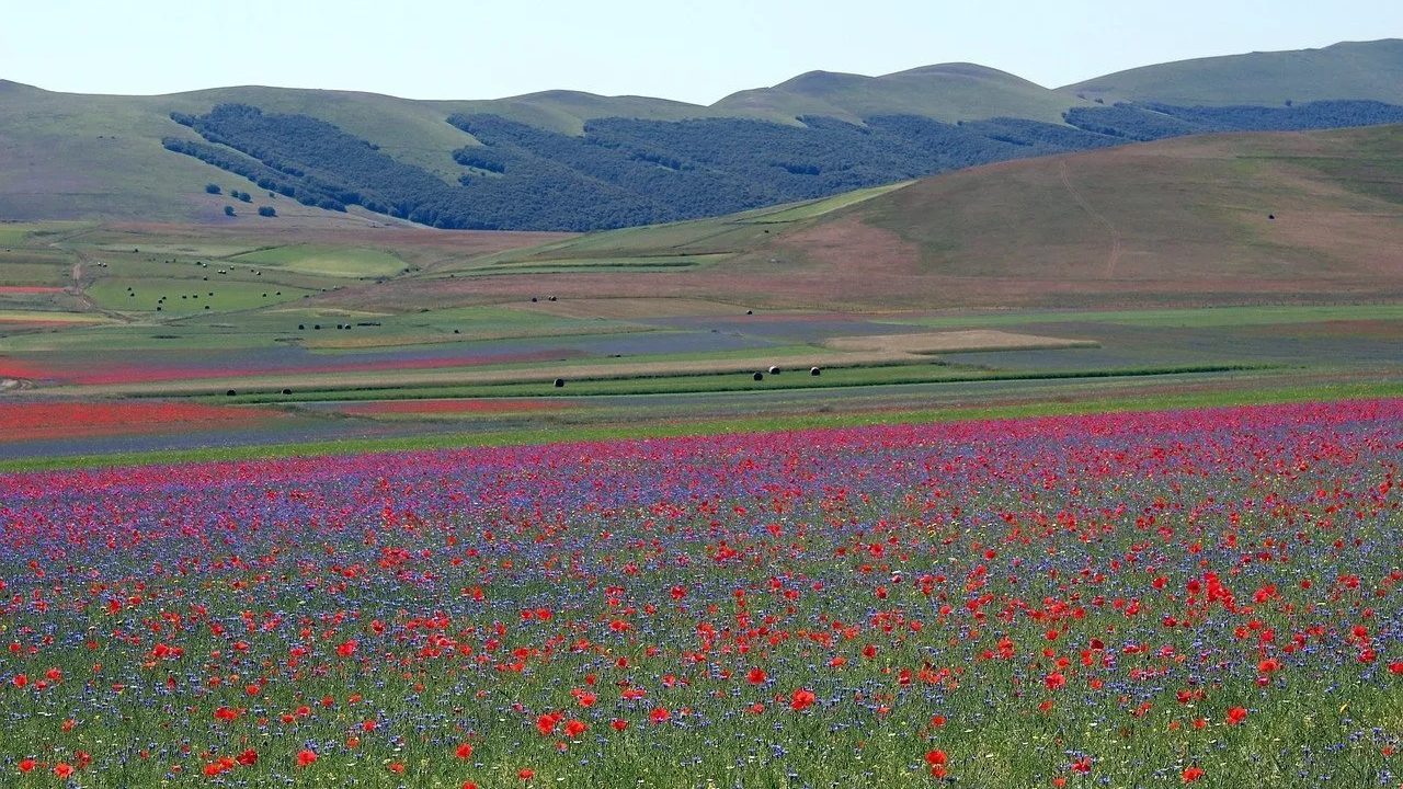 blooming castelluccio di norcia