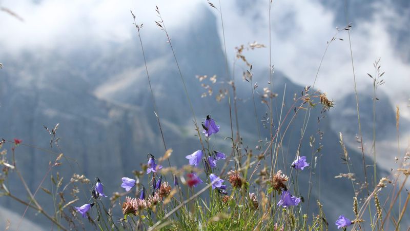 Scopri il magico Passo di Rolle: un viaggio tra natura incontaminata e panorami mozzafiato