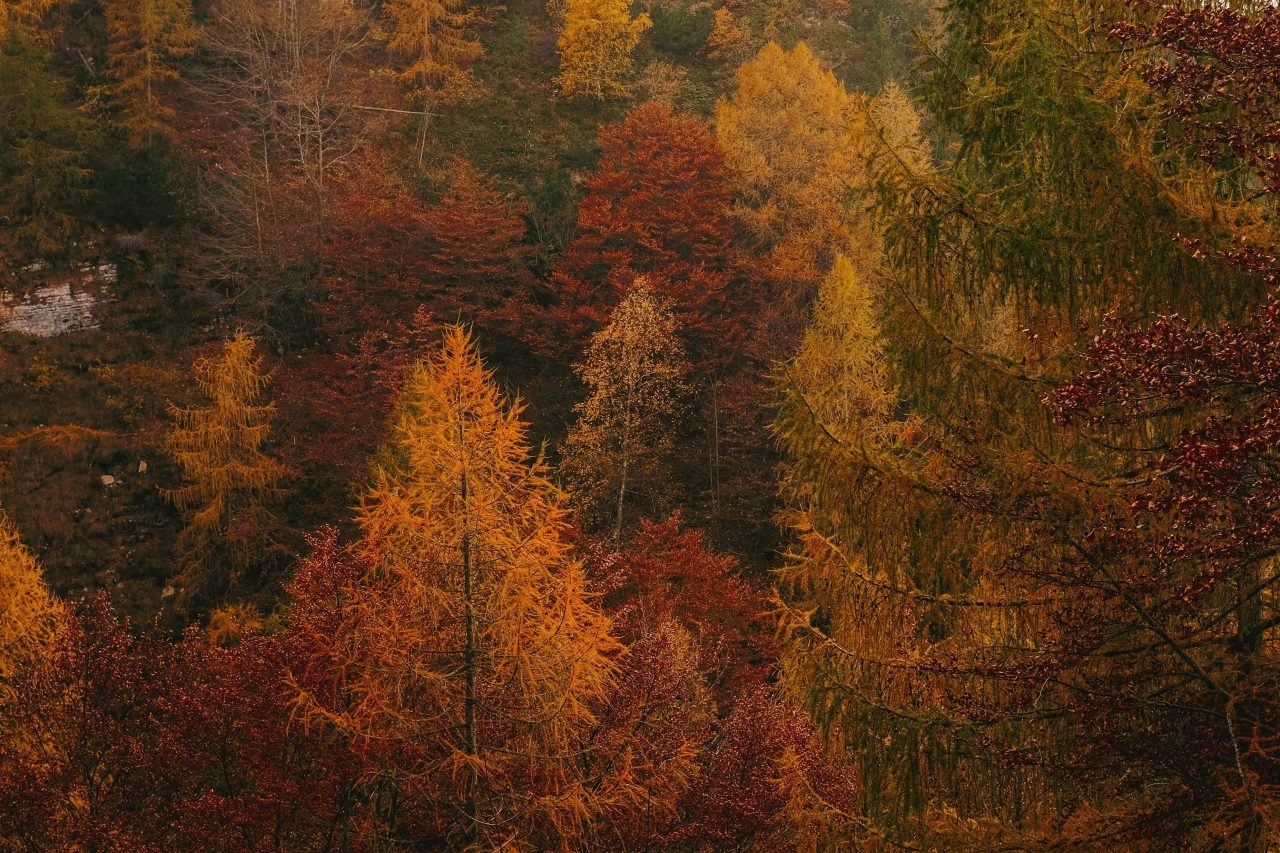 foliage Toscana