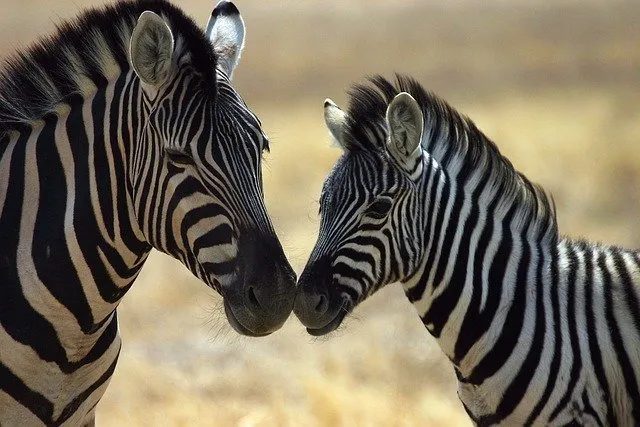 group travel in namibia-zebras