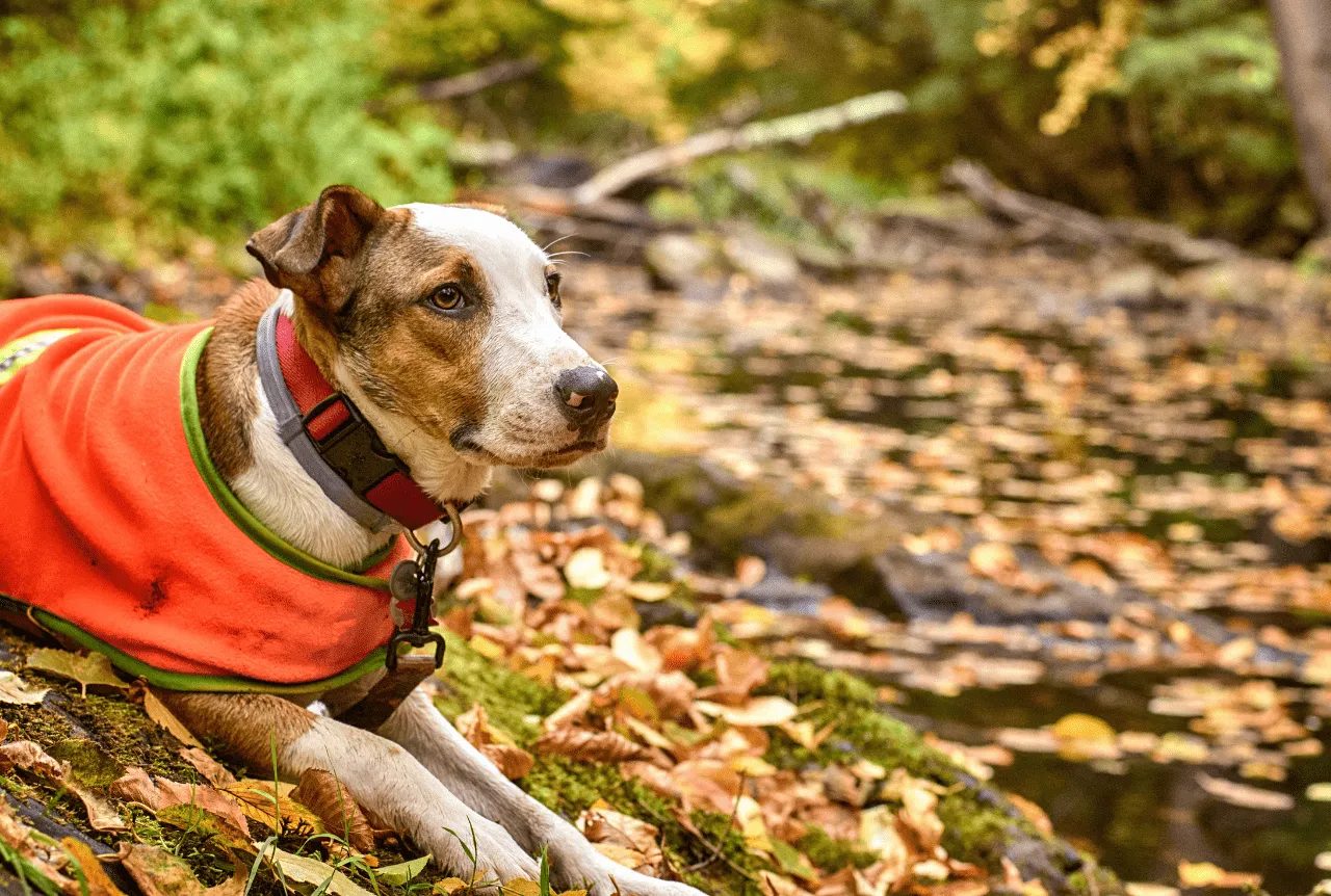 Itinerari con il cane