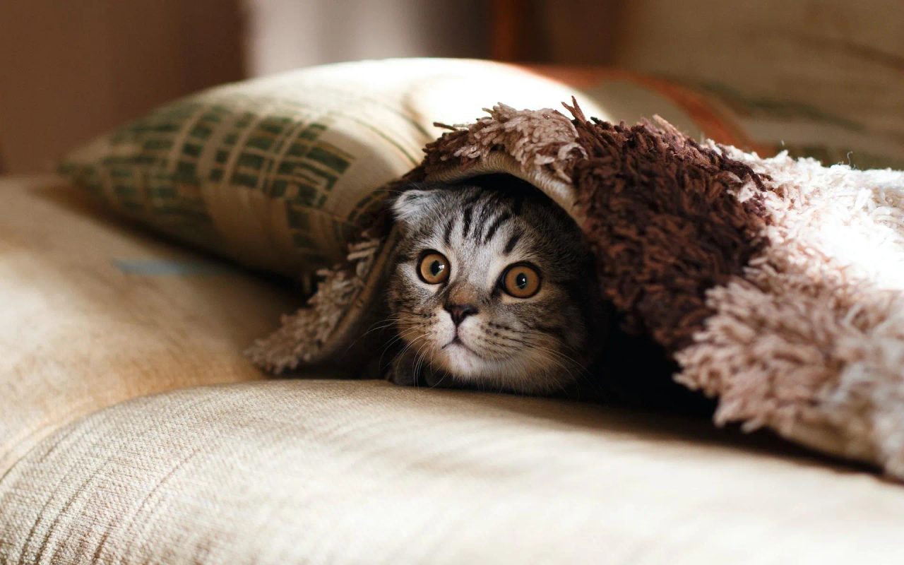 avere un gatto fa stare meglio