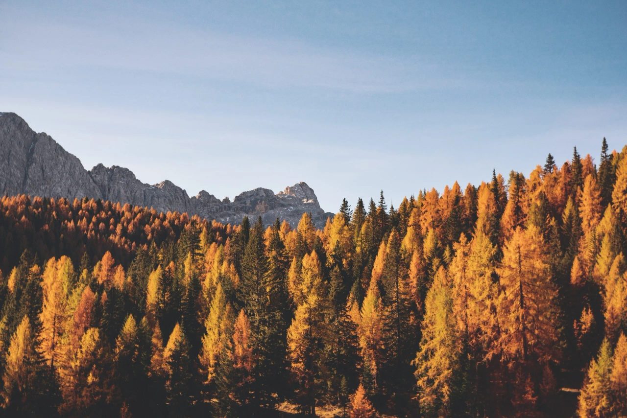 foliage Toscana