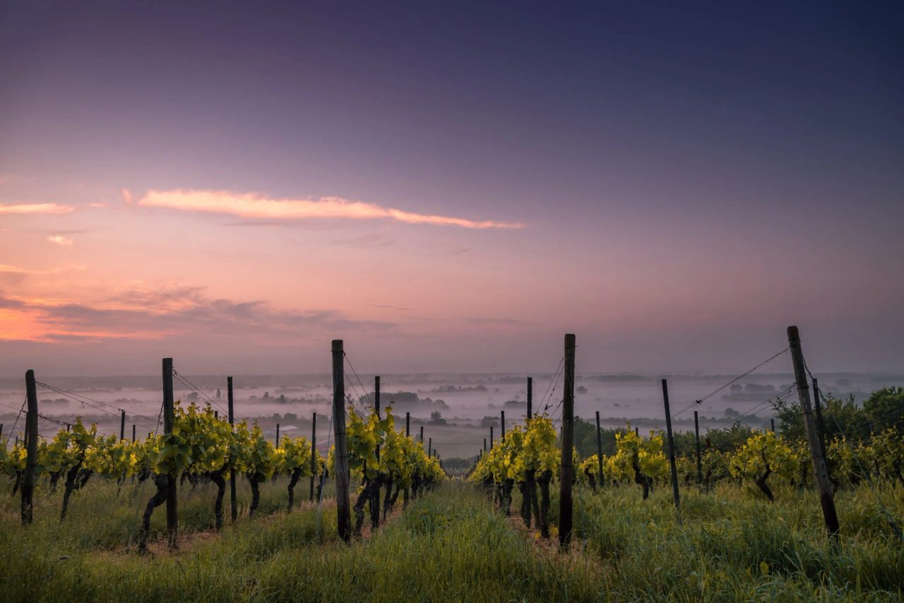 aperitivo-in-vigna