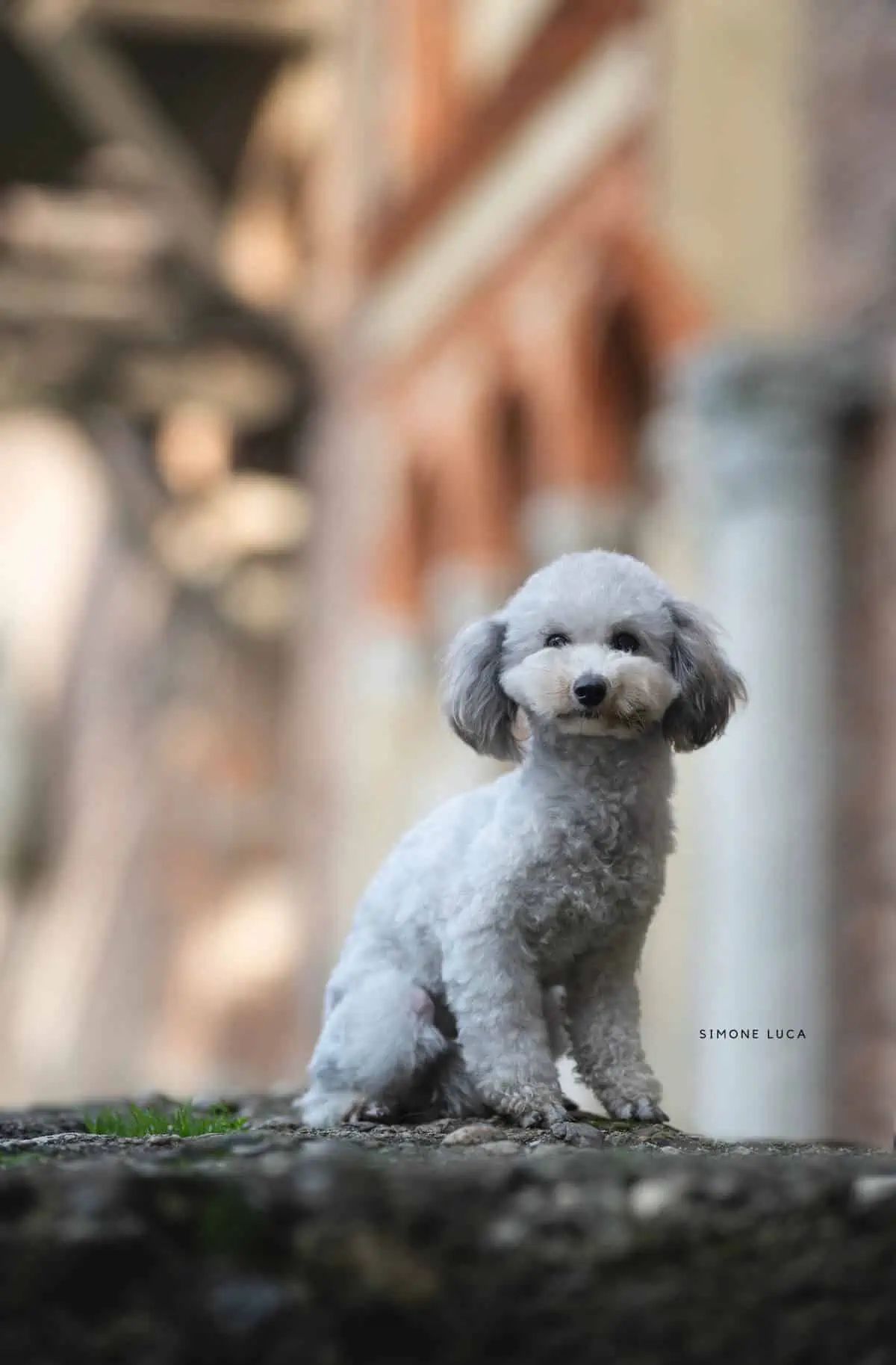 5 Tips for Flying With Your Dog Stress-Free