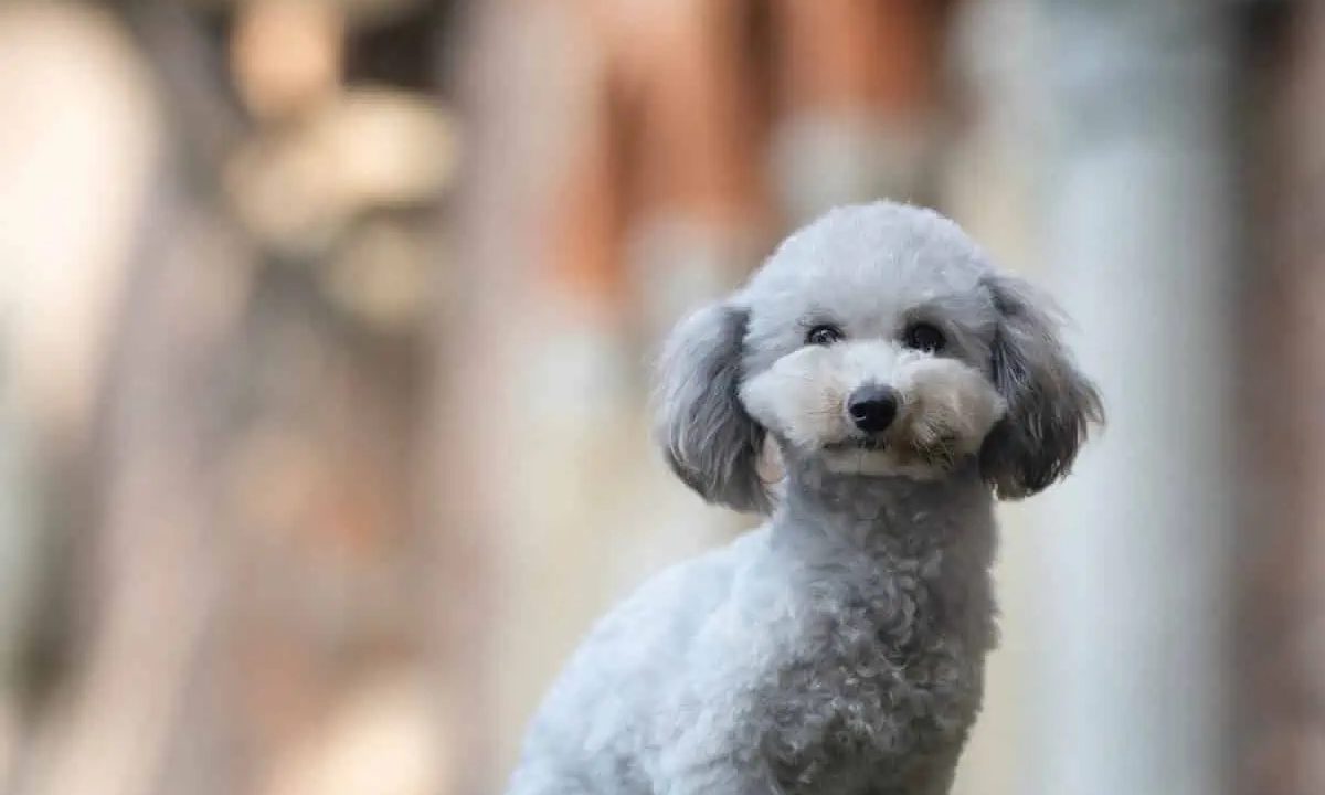 5 Tips for Flying With Your Dog Stress-Free