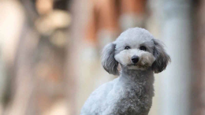 5 Tips for Flying With Your Dog Stress-Free