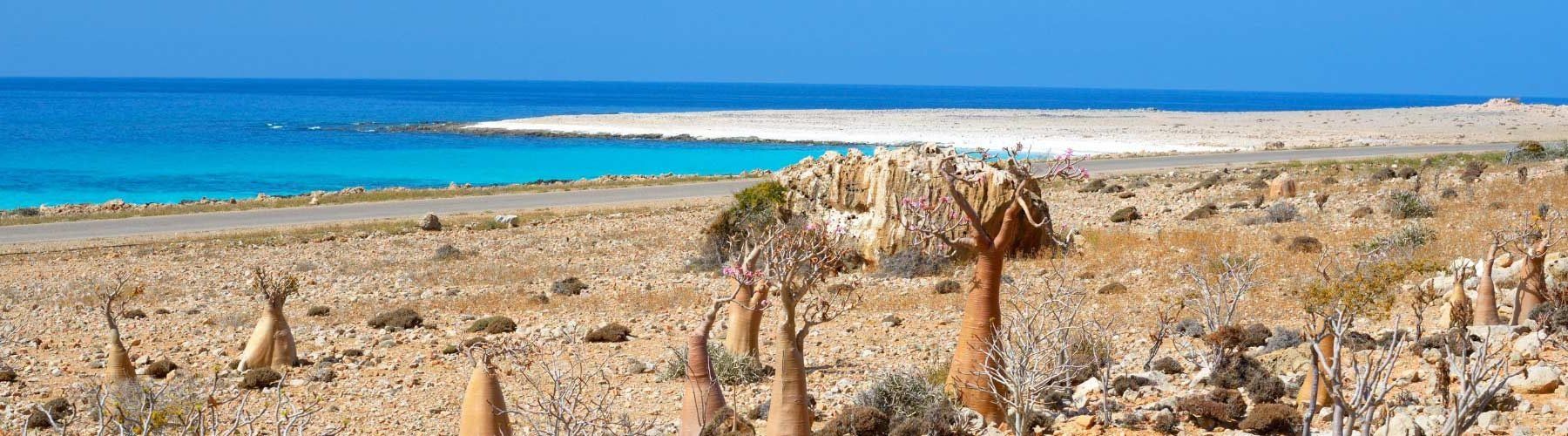 Voyage à Socotra, l’île des merveilles - Afronine Tour srl