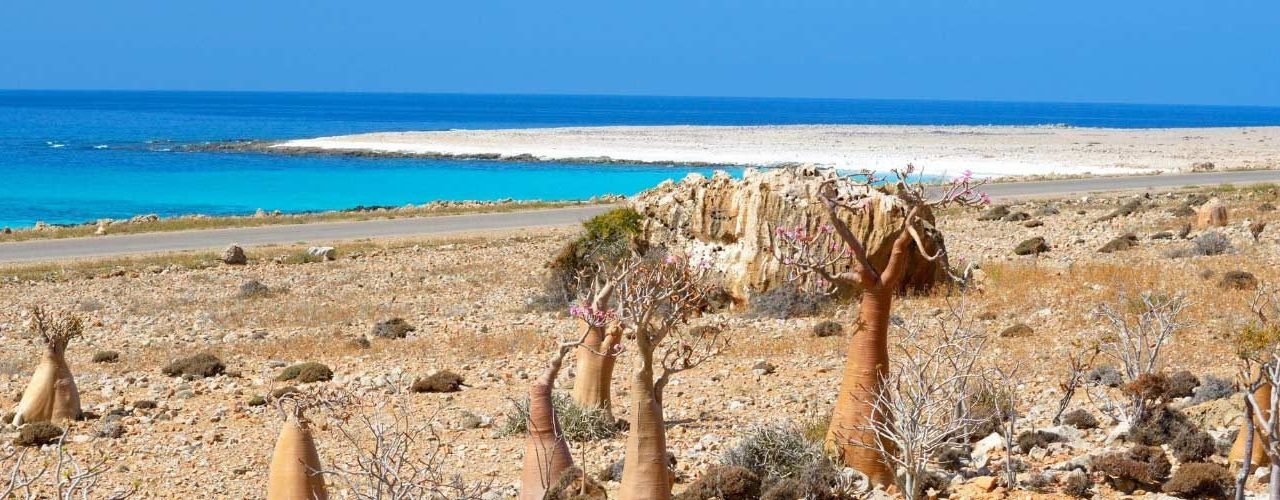 Voyage à Socotra, l’île des merveilles - Afronine Tour srl