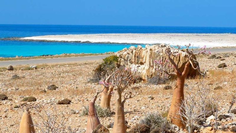 Viaggio a Socotra, l'isola delle meraviglie - Afronine Tour srl