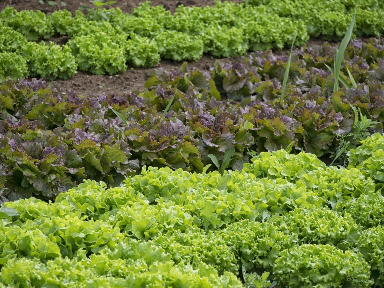 Come aiutare l'ambiente