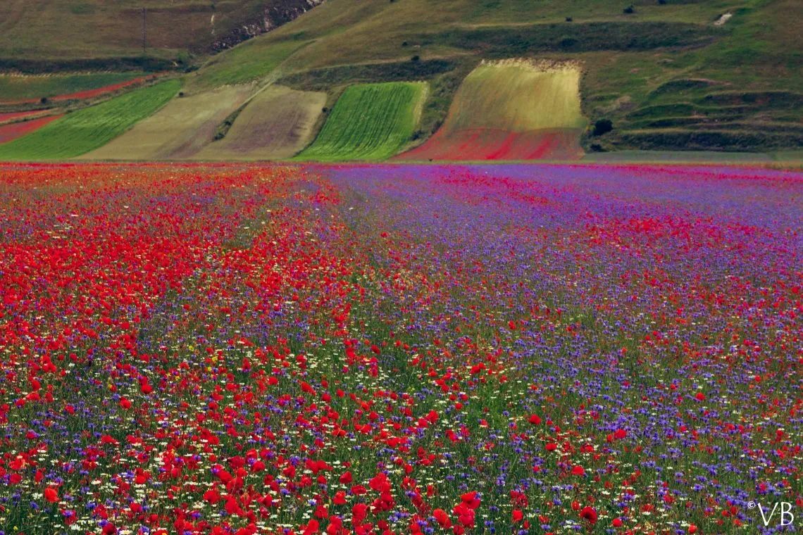 castelluccio
