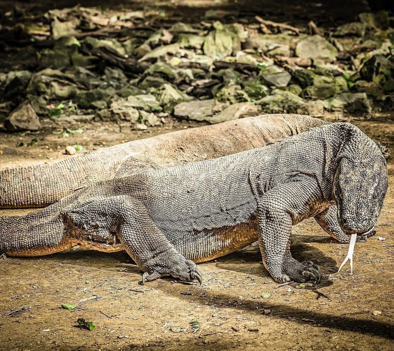 isola di komodo